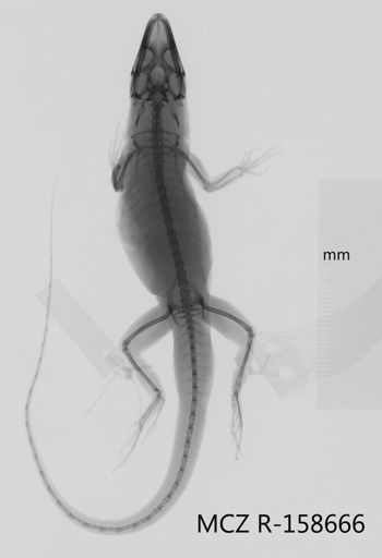 Media type: image;   Herpetology R-158666 Aspect: dorsoventral x-ray